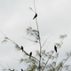 Image for article titled The descendants of imported crows are threatening to invade East Africa